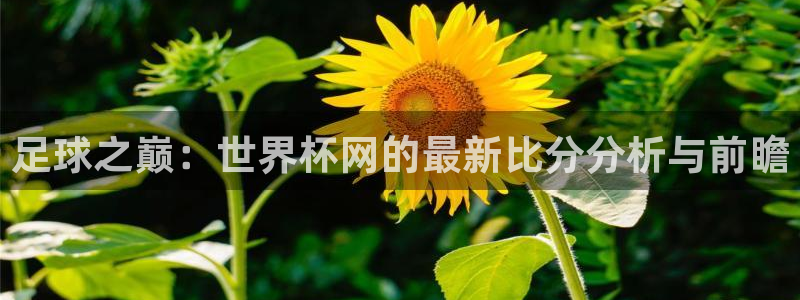 亚洲杯足球：足球之巅：世界杯网的最新比分分析与前瞻